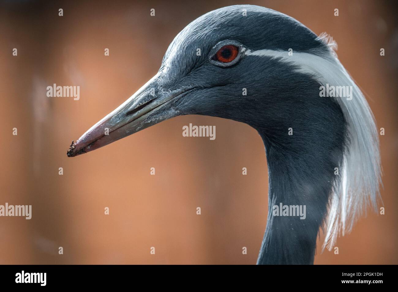 Détail de la tête d'une grue demoiselle (Grus virgo), photographiée dans leur enceinte au zoo de Faunia. Banque D'Images