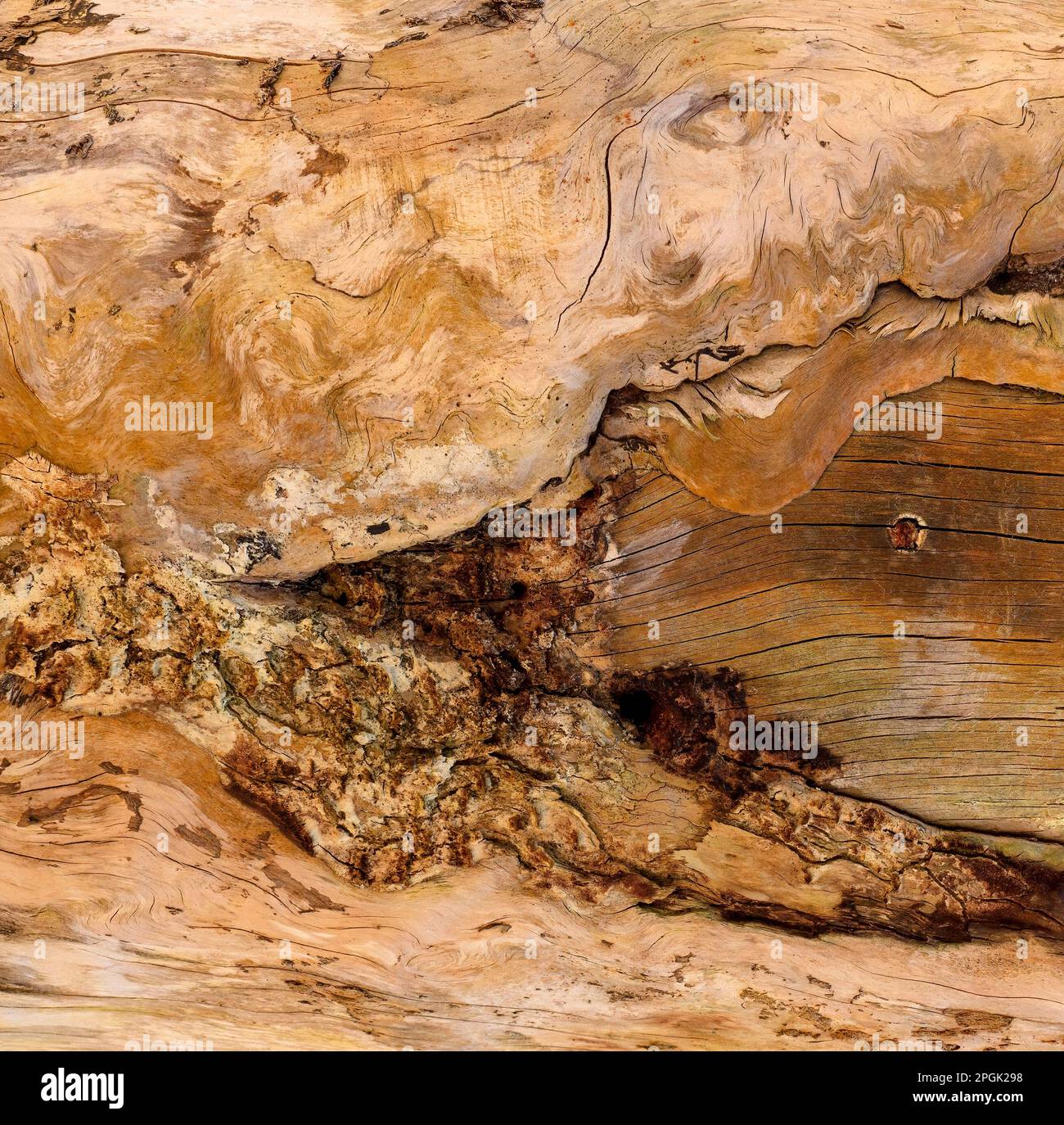 Résumé texture brute de bois naturel dans un tronc d'arbre sans écorce Banque D'Images