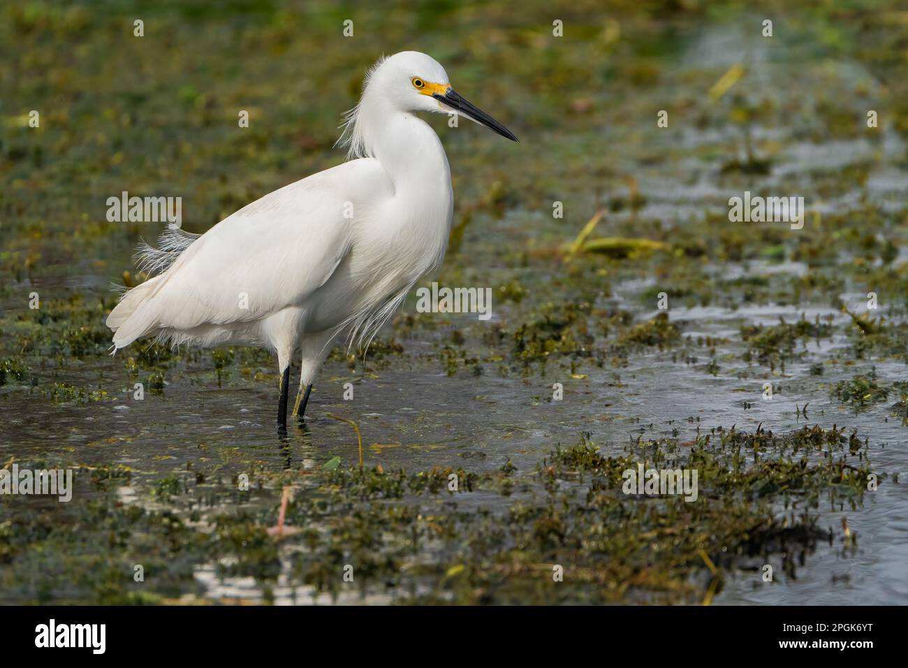 Un Egret de neige dans un marais Banque D'Images