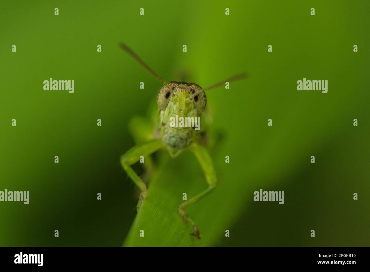 Regard de la sauterelle, macro de l'œil de la sauterelle sur la feuille, vert de la sauterelle sur la feuille Banque D'Images