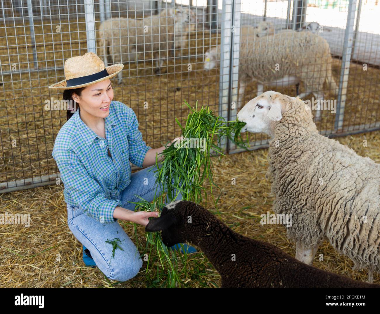 Femme asiatique souriante éleveuse nourrissant des moutons Banque D'Images