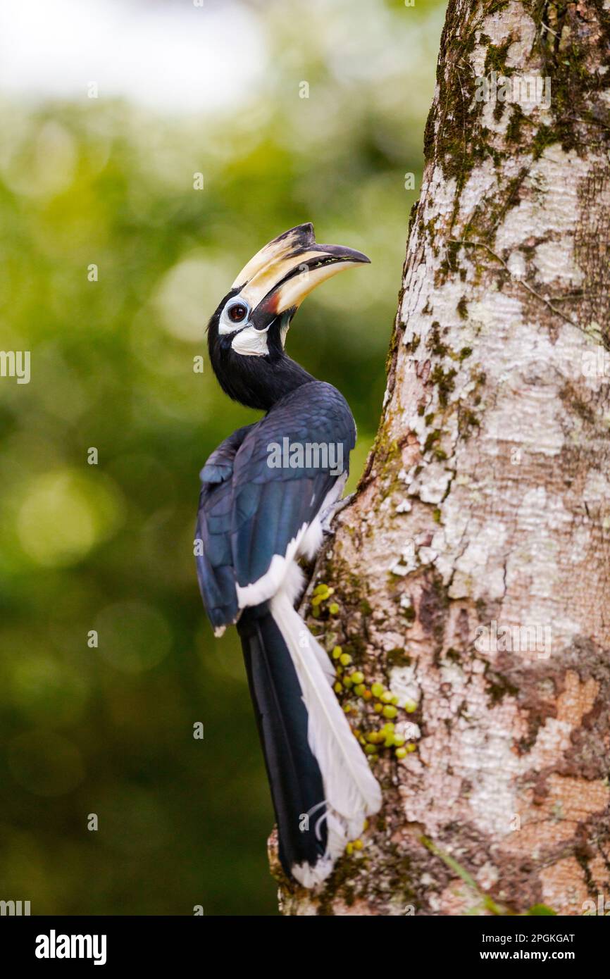 Une femelle adulte de charme oriental à pied inspecte les trous de nid potentiels dans un tronc d'arbre, Singapour. Banque D'Images