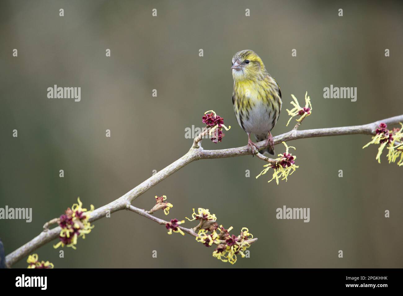 Femelle de siskin (Spinus spinus) sur le noisette de sorcière japonaise (Hamamelis) au début du printemps. La plante est en fleur. Banque D'Images