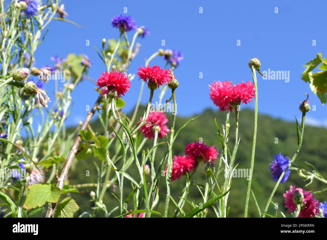 Vue rapprochée des cornflowers rouges et bleus de couleur vive sur fond de ciel bleu et de montagne. Banque D'Images