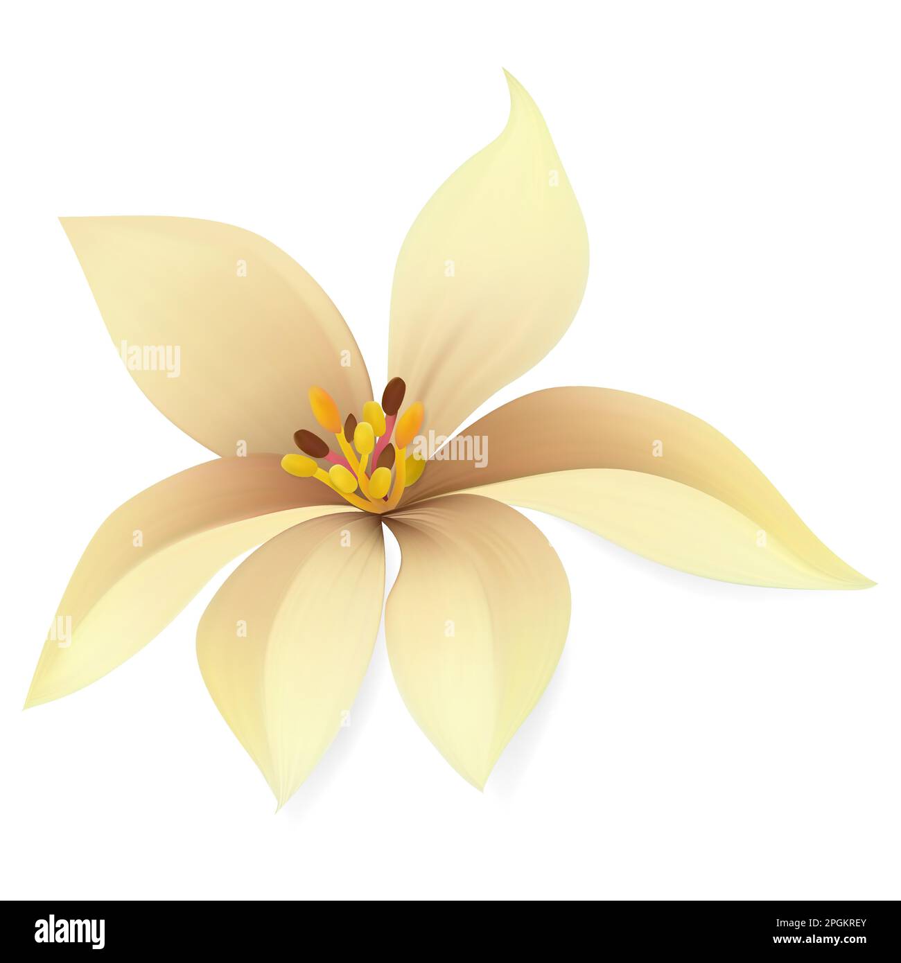 Vecteur de fleur tropique. Illustration vectorielle isolée de plantes exotiques Illustration de Vecteur
