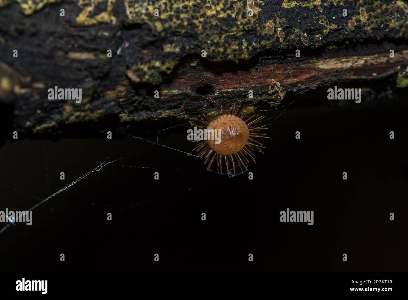La coupe des champignons prospère sur une bûche ou un arbre mort. Dans le phylum, l'Ascomycota (phylum Ascomycota) est un champignon doté d'un capuchon en forme de cône. Ont le rose, l'orange ou r Banque D'Images