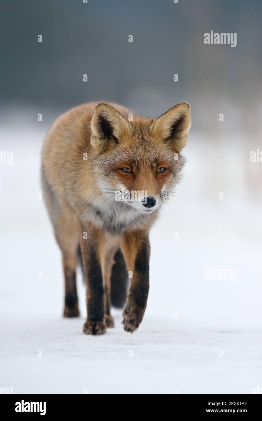 considéré... Renard roux ( Vulpes vulpes ) en hiver; courant sur une surface de glace vers la caméra, vue frontale. Banque D'Images