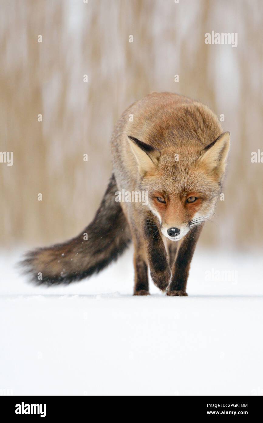 dévot... Renard roux ( Vulpes vulpes ) tournant sur une surface de glace directement vers la caméra, vue frontale Banque D'Images