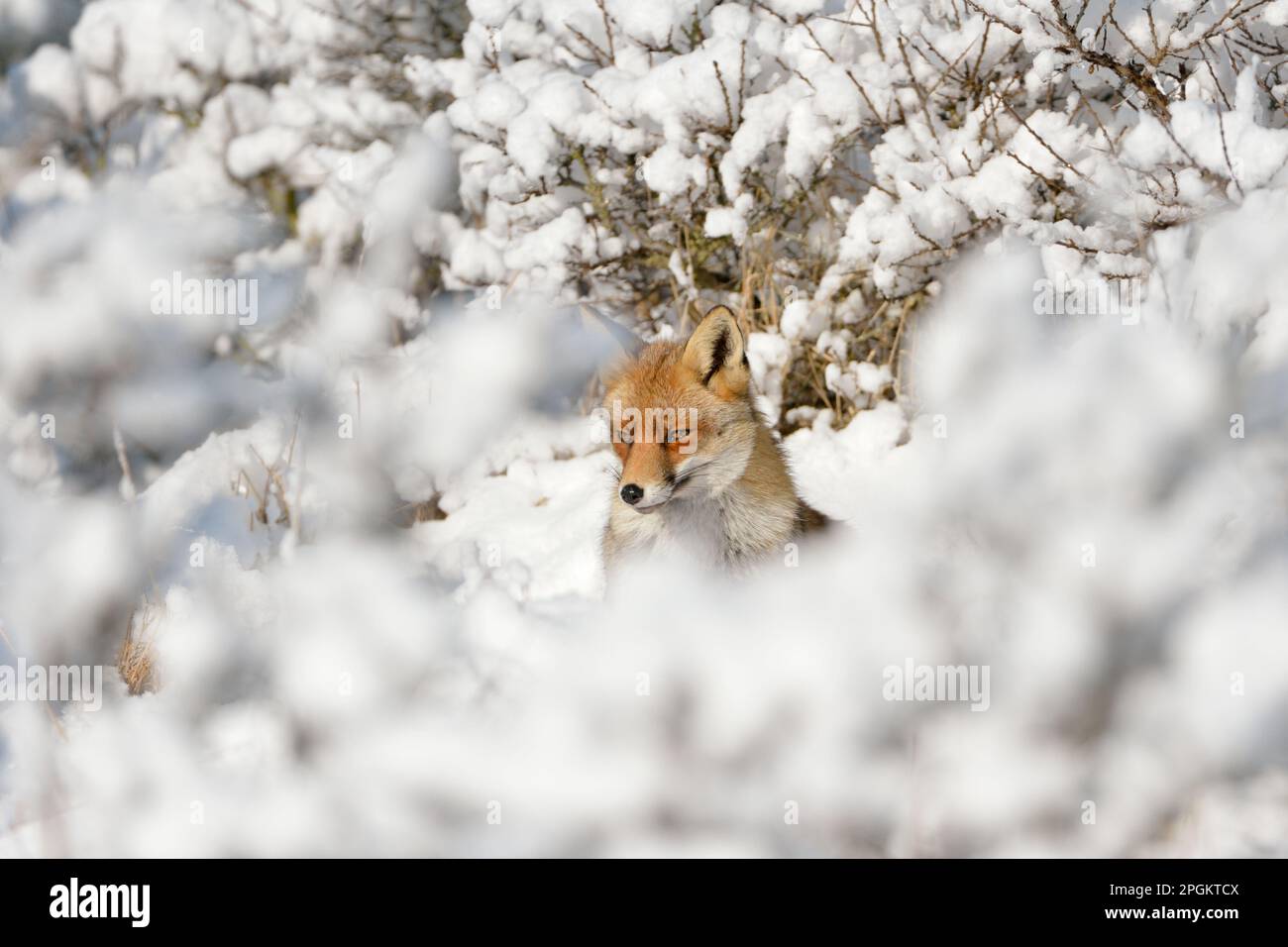 caché entre les bagues... Renard roux ( Vulpes vulpes ) dans la haute neige, un conte de fées d'hiver. Banque D'Images