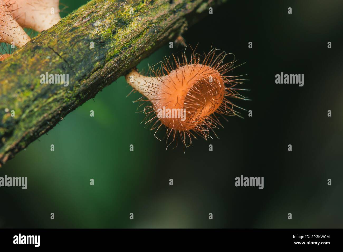 Les sulcipes de Cookeina sur les billes séchées les sulcipes de