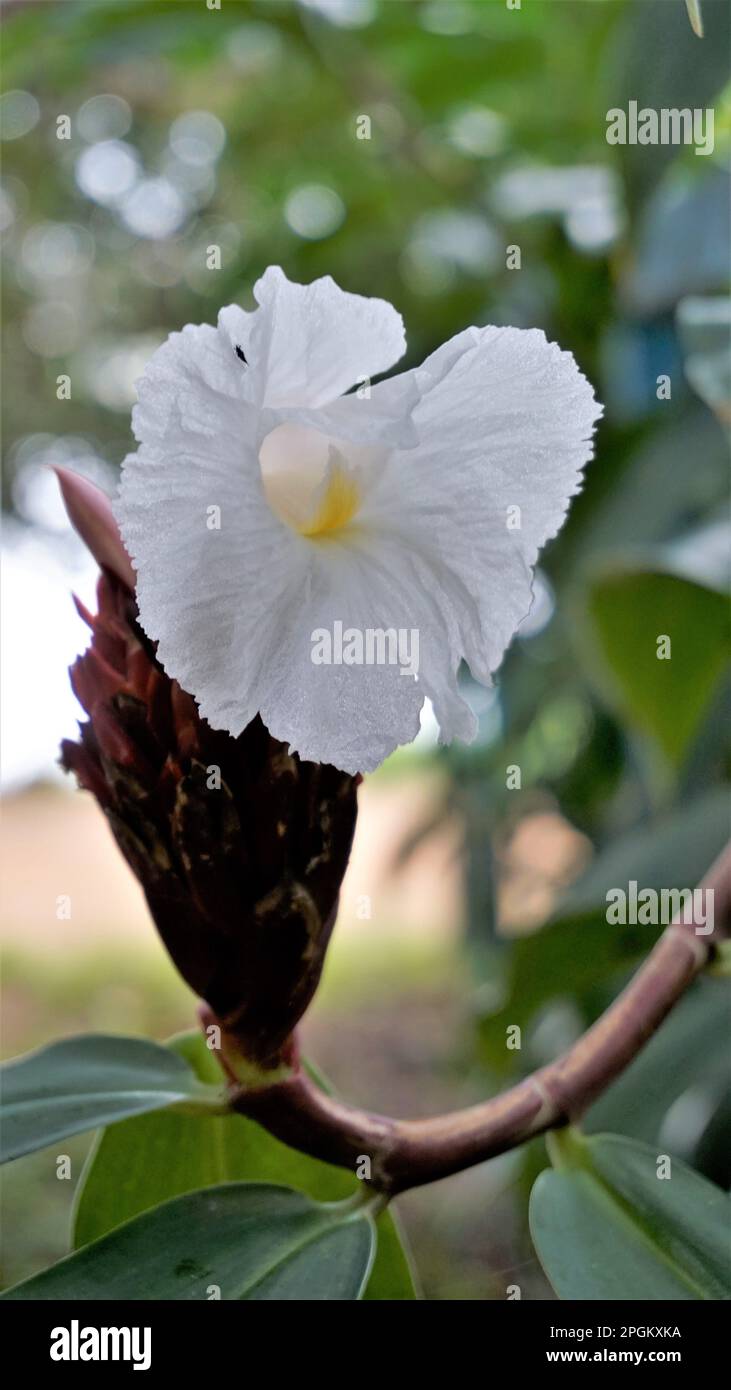 Gros plan de la fleur de Costus speciosus connue sous le nom de Canereed, Cheilocostus speciosus, Amomum arboreum etc Banque D'Images
