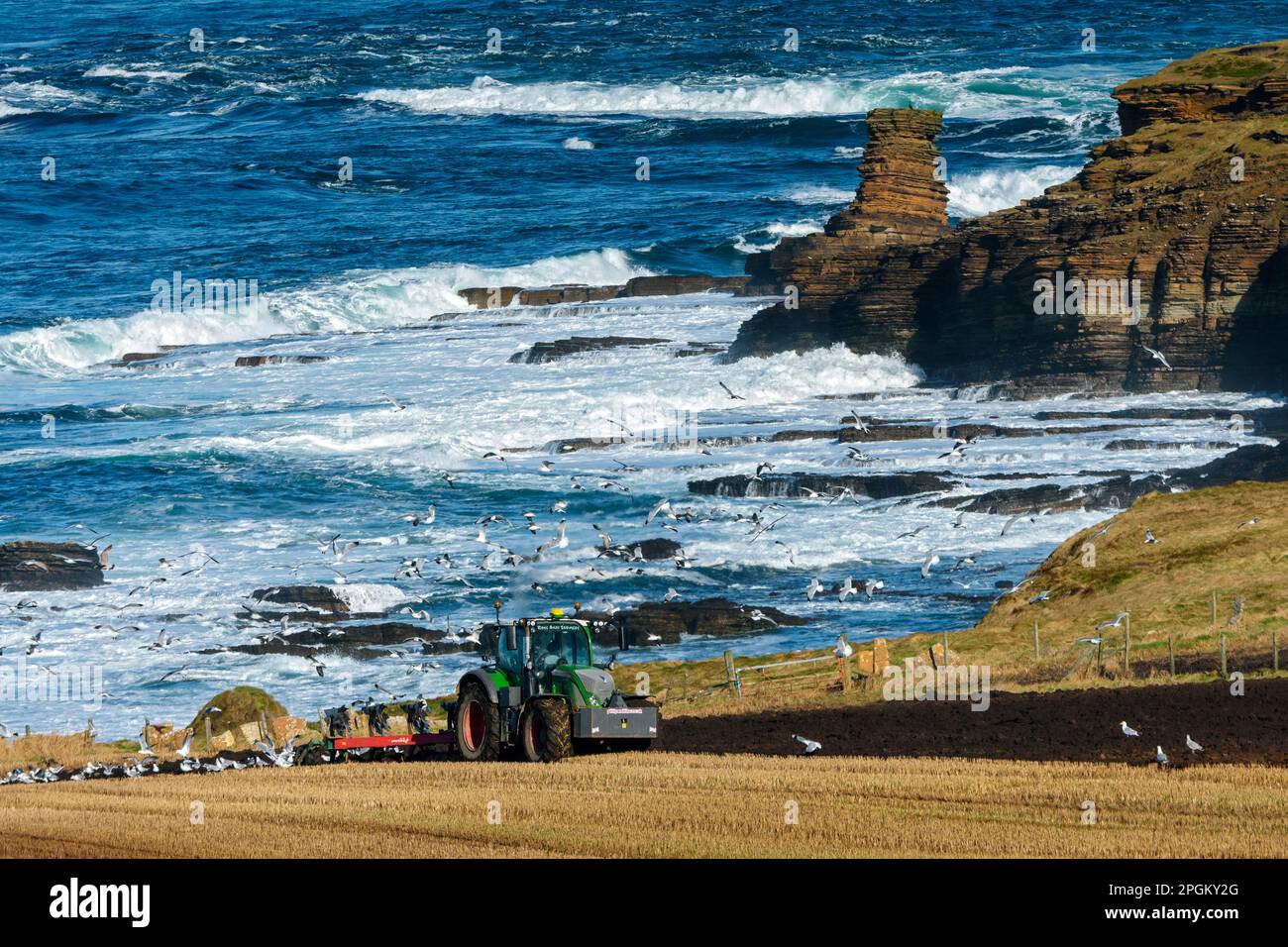 La colonne de la mer Tower o'Men o'Mey à St. John's point, Caithness, Écosse, Royaume-Uni. Tracteur agricole labourant un champ au premier plan. Banque D'Images