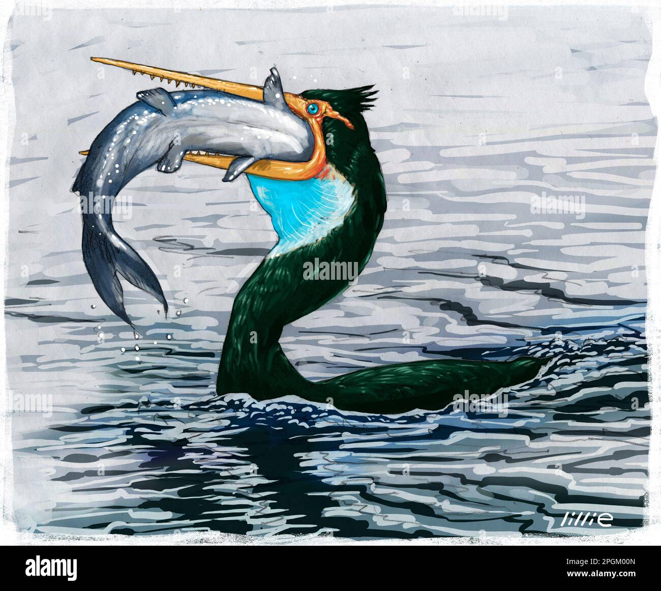 Impression de l'artiste / illustration de Hesperornis (signifiant oiseau de l'Ouest), un genre d'oiseau cormorant de l'âge Campanien du Crétacé tardif. Banque D'Images Impression de l'artiste / illustration de Hesperornis (signifiant oiseau de l'Ouest), un genre d'oiseau cormorant de l'âge Campanien du Crétacé tardif. Banque D'Images
