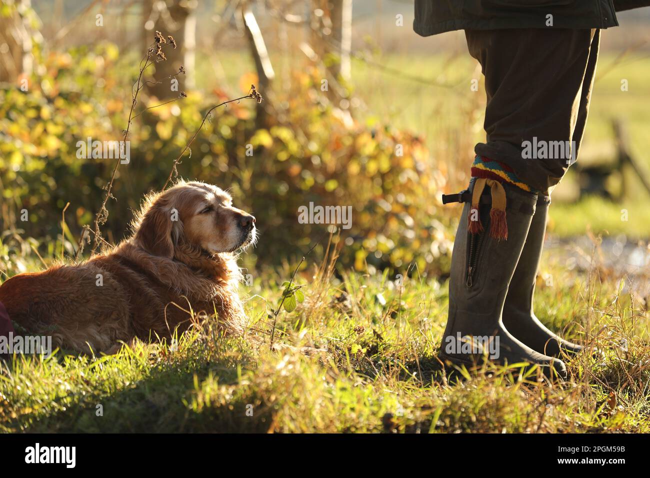 Un chien et son propriétaire battant sur une pousse Banque D'Images