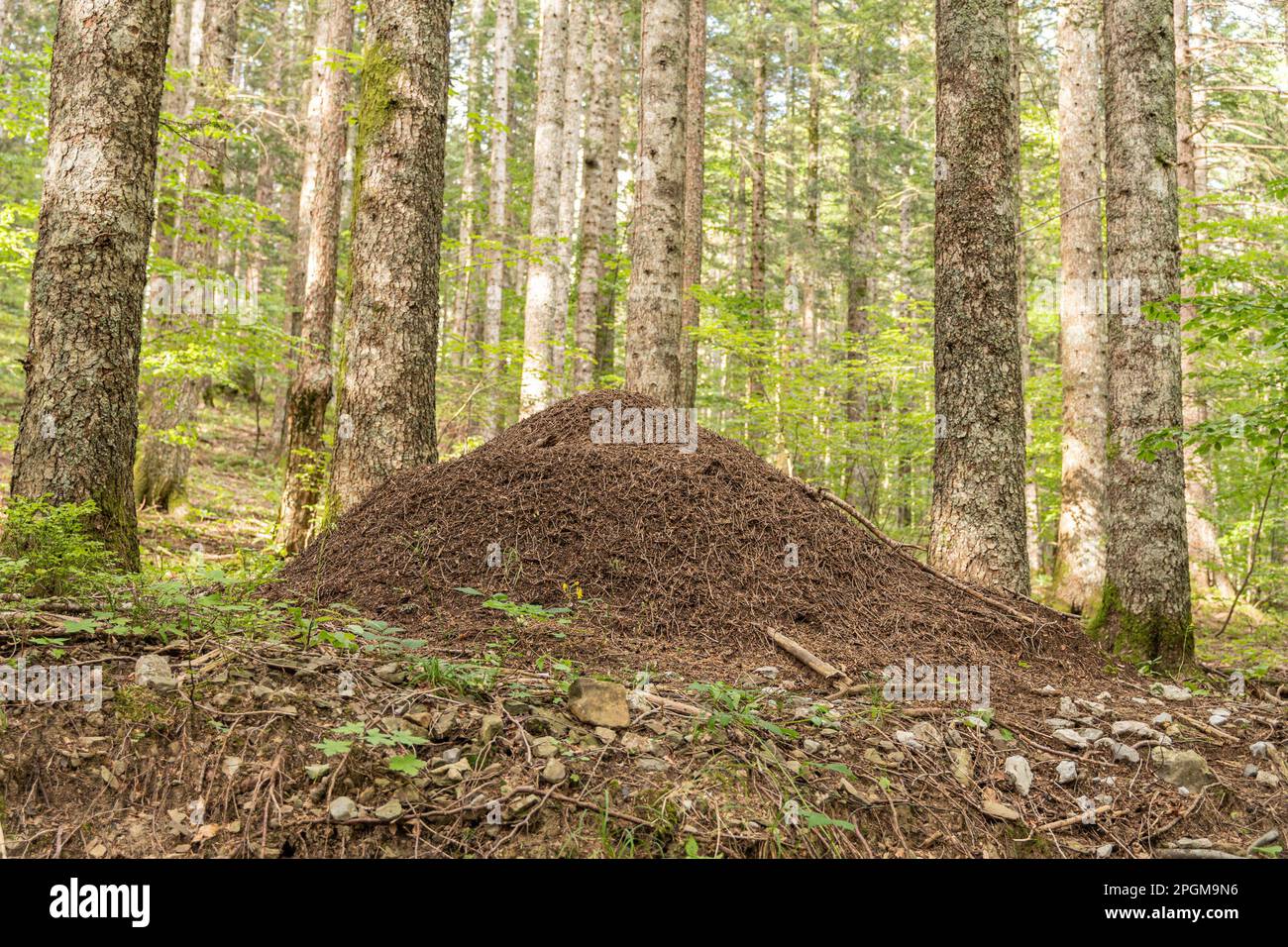 Gros termite dans les bois Banque D'Images