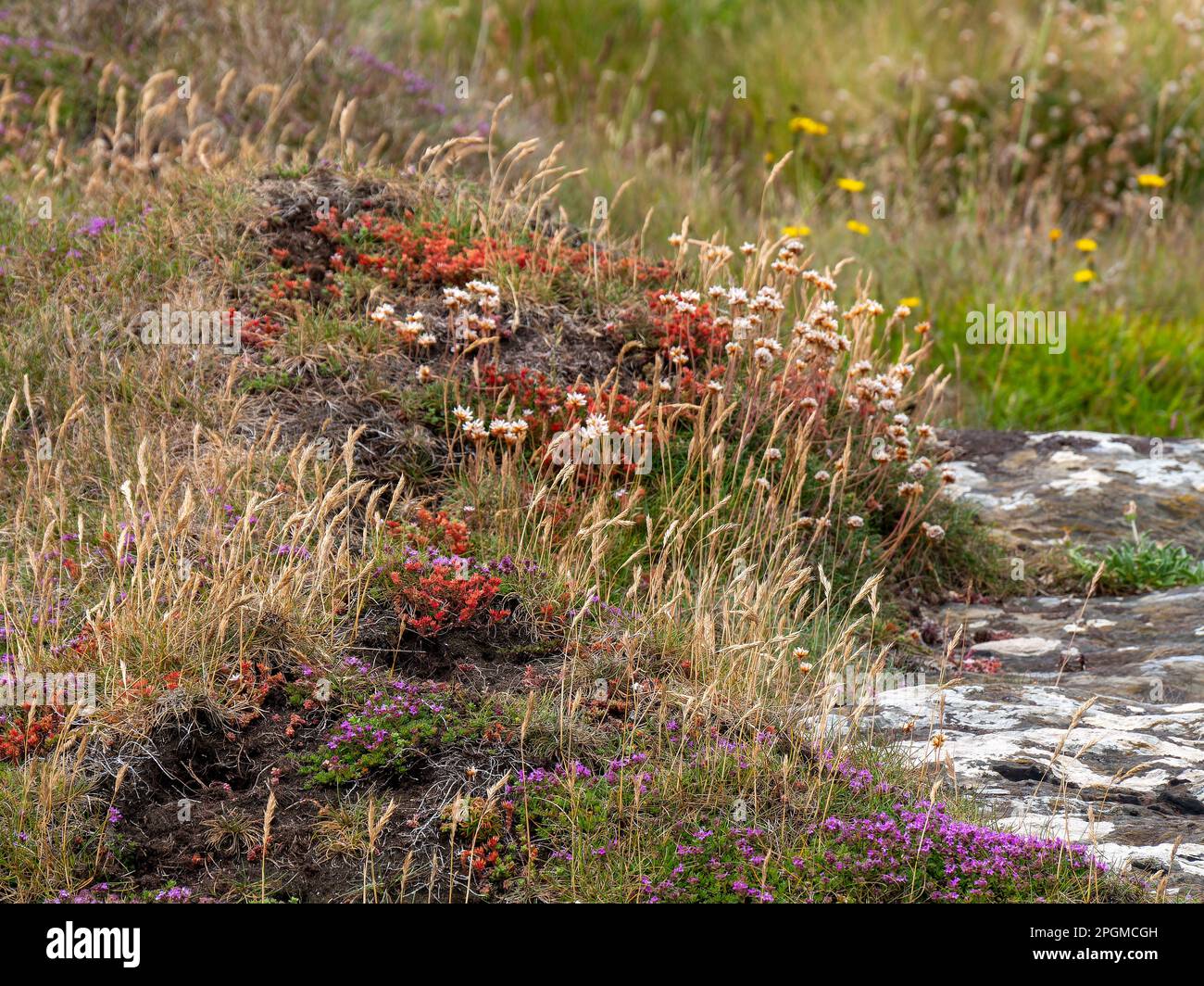 Une variété de fleurs sauvages communes dans le sud de l'Irlande. Belles plantes colorées. Paysage. Fleurs rouges et jaunes sur l'herbe Banque D'Images