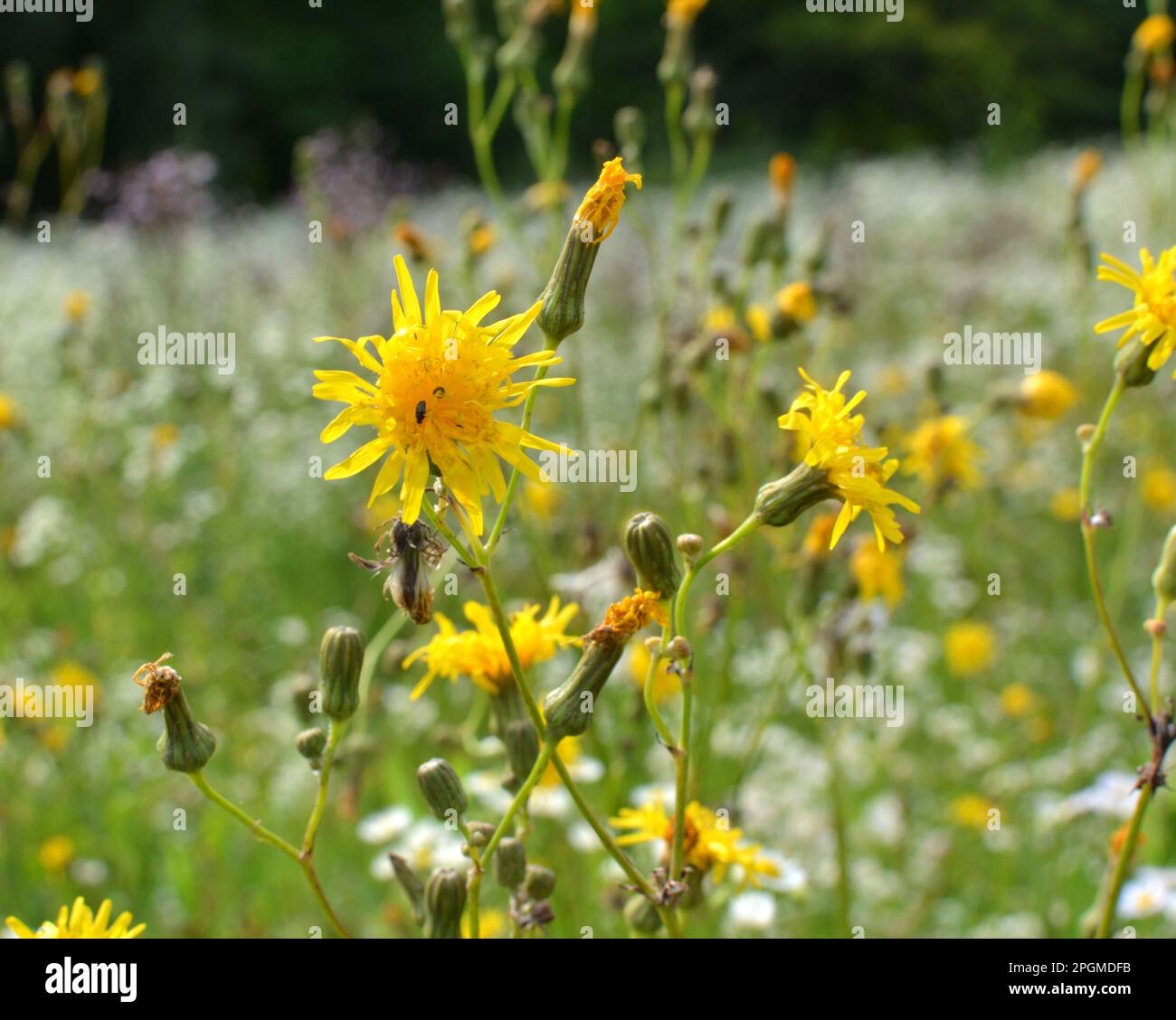 Dans la nature, parmi les cultures, on cultive du chardon jaune (Sonchus arvensis). Banque D'Images