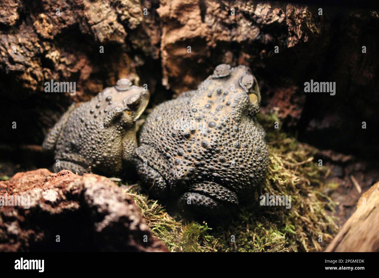 Crapaud de canne toxique et très envahissant (Rhinella marina) dans le zoo de Copenhague Banque D'Images