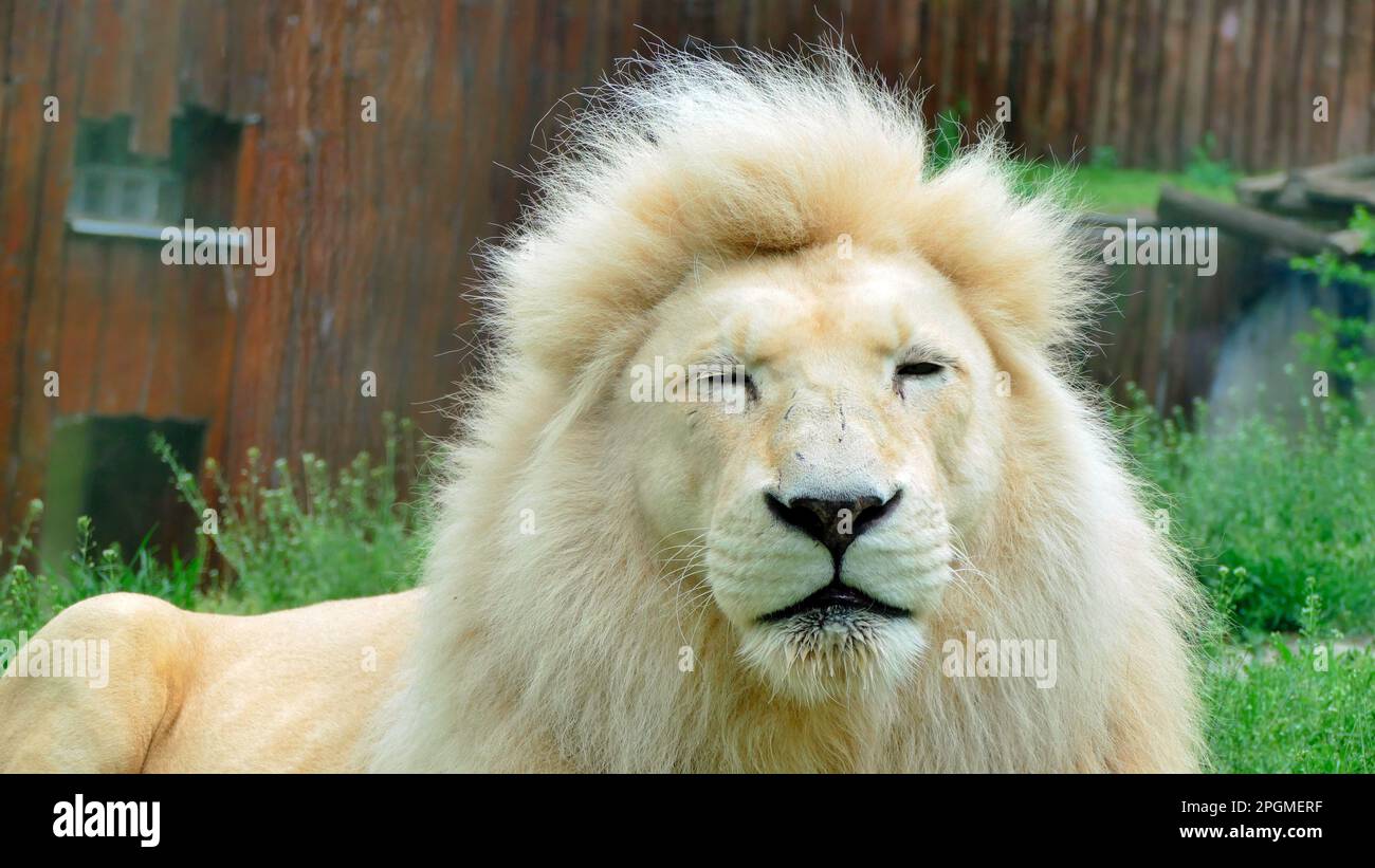 Lion blanc transalvaal avec grande manie et yeux fermés Banque D'Images