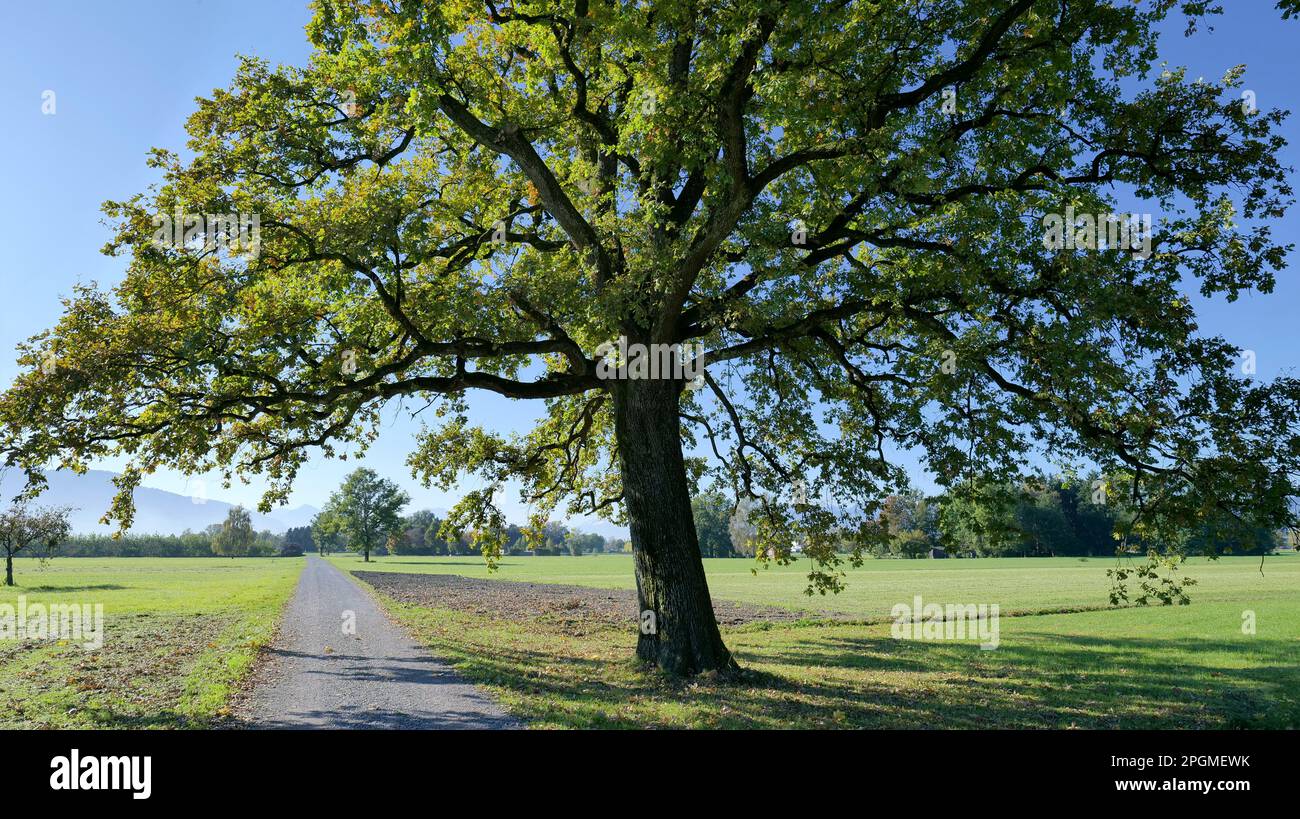 Grand arbre en automne à côté d'une route de terre à Lutenau Ried Autriche Banque D'Images