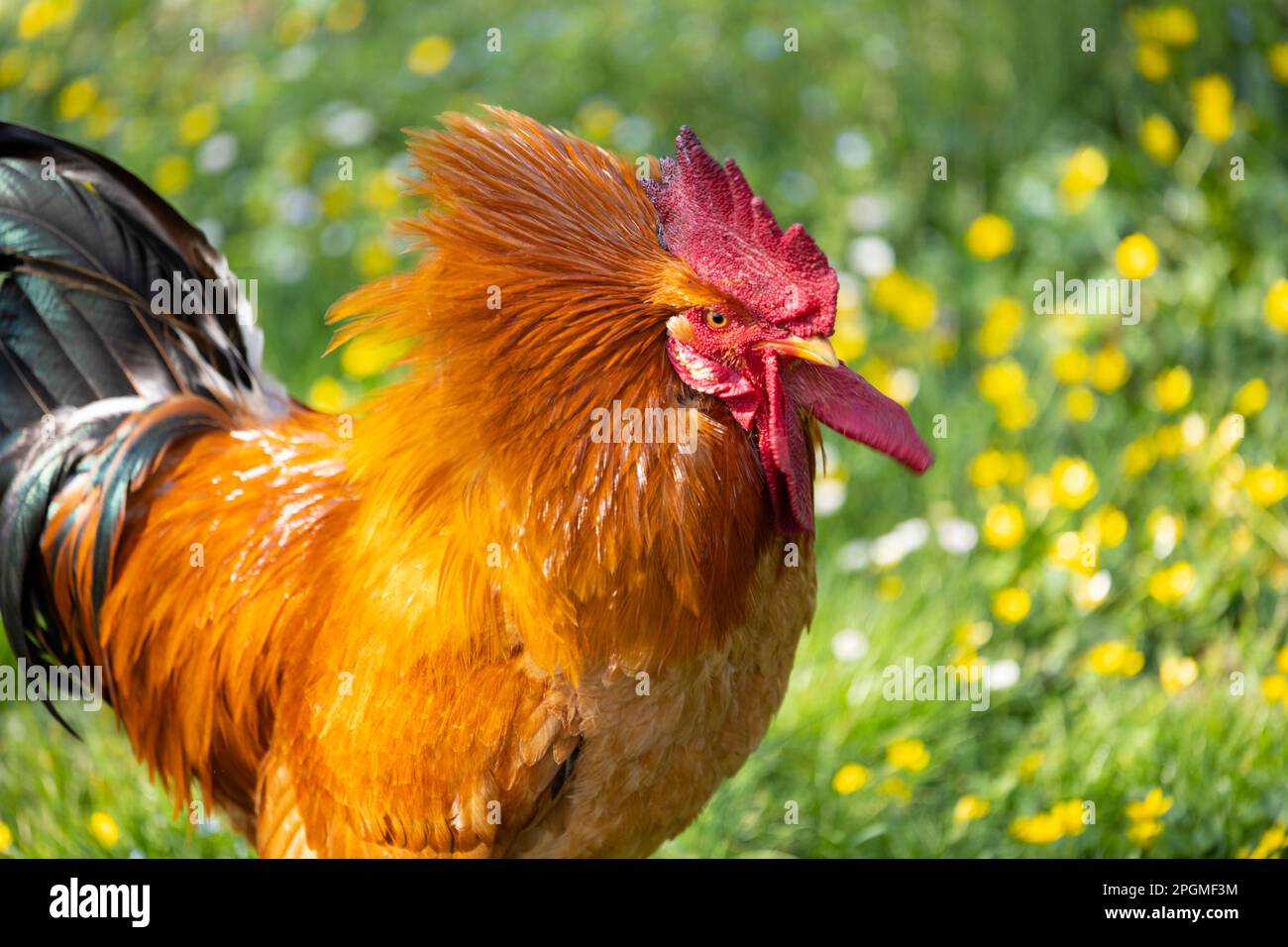 Portrait d'une race magnifique d'empordanesa (gallina de raça empordanesa) rooster errant librement et se nourrissant dans l'herbe (Gallus gallus domesticus). Banque D'Images