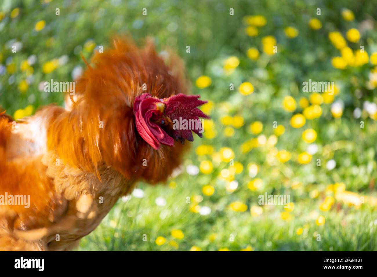 Portrait d'une race magnifique d'empordanesa (gallina de raça empordanesa) coq secouant sa tête (Gallus gallus domesticus). Banque D'Images
