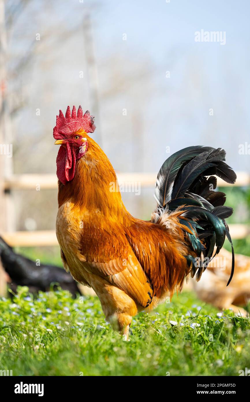 Portrait d'une race magnifique d'empordanesa (gallina de raça empordanesa) rooster errant librement et se nourrissant dans l'herbe (Gallus gallus domesticus). Banque D'Images