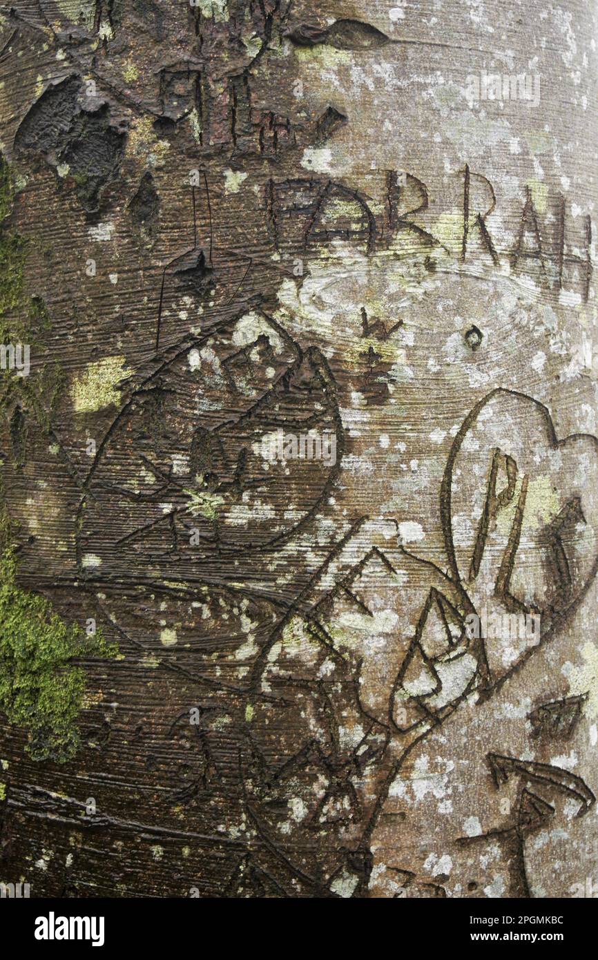 Les graffitis ont écessé un arbre de hêtre, Derwentwater, Lake District National Park, Cumbria, Angleterre, Royaume-Uni Banque D'Images