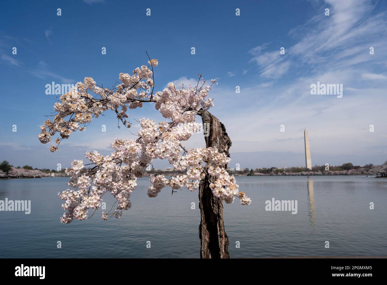 Washington, États-Unis. 23rd mars 2023. Les cerisiers en fleurs sont vus avec le Washington Monument en arrière-plan au bassin de Tidal à Washington, DC, les États-Unis, sur 23 mars 2023. Credit: Liu Jie/Xinhua/Alay Live News Banque D'Images