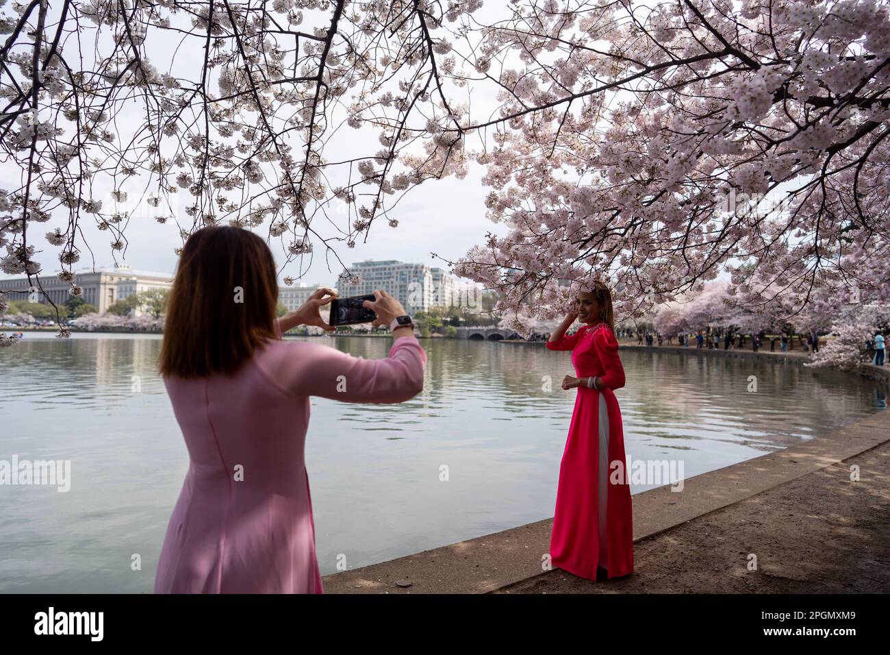 Washington, États-Unis. 23rd mars 2023. Une femme pose pour une photo sous les cerisiers en fleurs dans le bassin de Tidal à Washington, DC, aux États-Unis, sur 23 mars 2023. Credit: Liu Jie/Xinhua/Alay Live News Banque D'Images