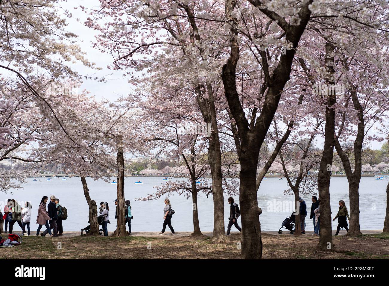 Washington, États-Unis. 23rd mars 2023. Les gens marchent sous les cerisiers en fleurs dans le bassin de Tidal à Washington, DC, les États-Unis, sur 23 mars 2023. Credit: Liu Jie/Xinhua/Alay Live News Banque D'Images