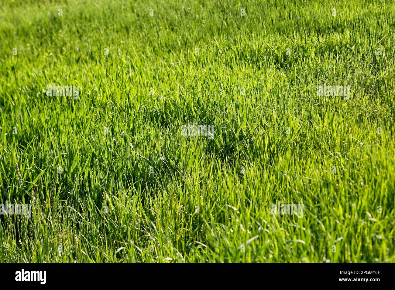 Gros plan de l'herbe dans une prairie ouverte Banque D'Images