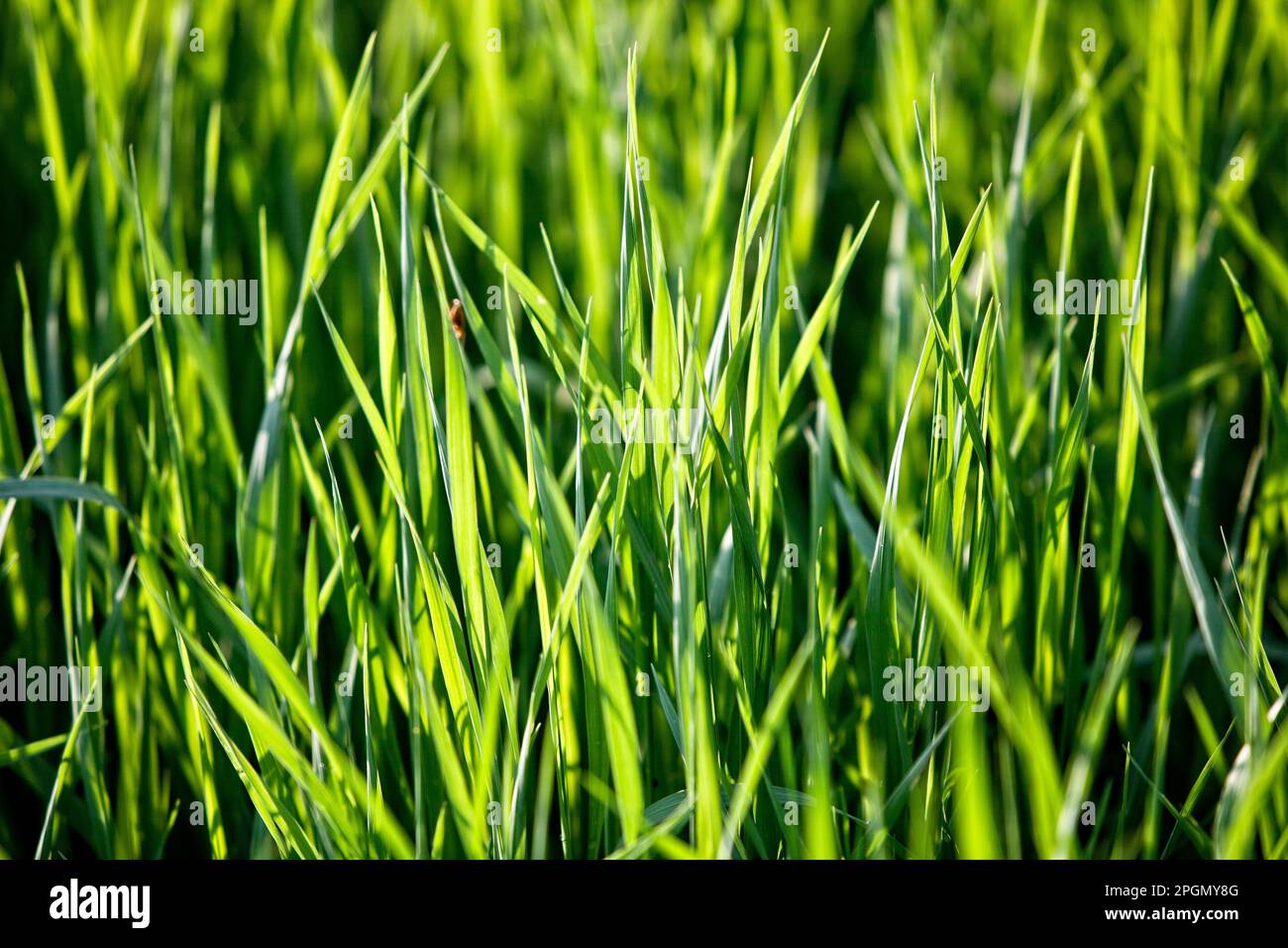 Gros plan de l'herbe dans une prairie ouverte Banque D'Images