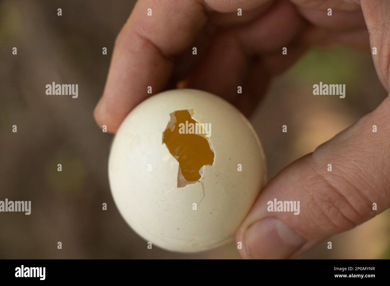 la main mâle contient un œuf de poulet fait maison avec un trou Banque D'Images