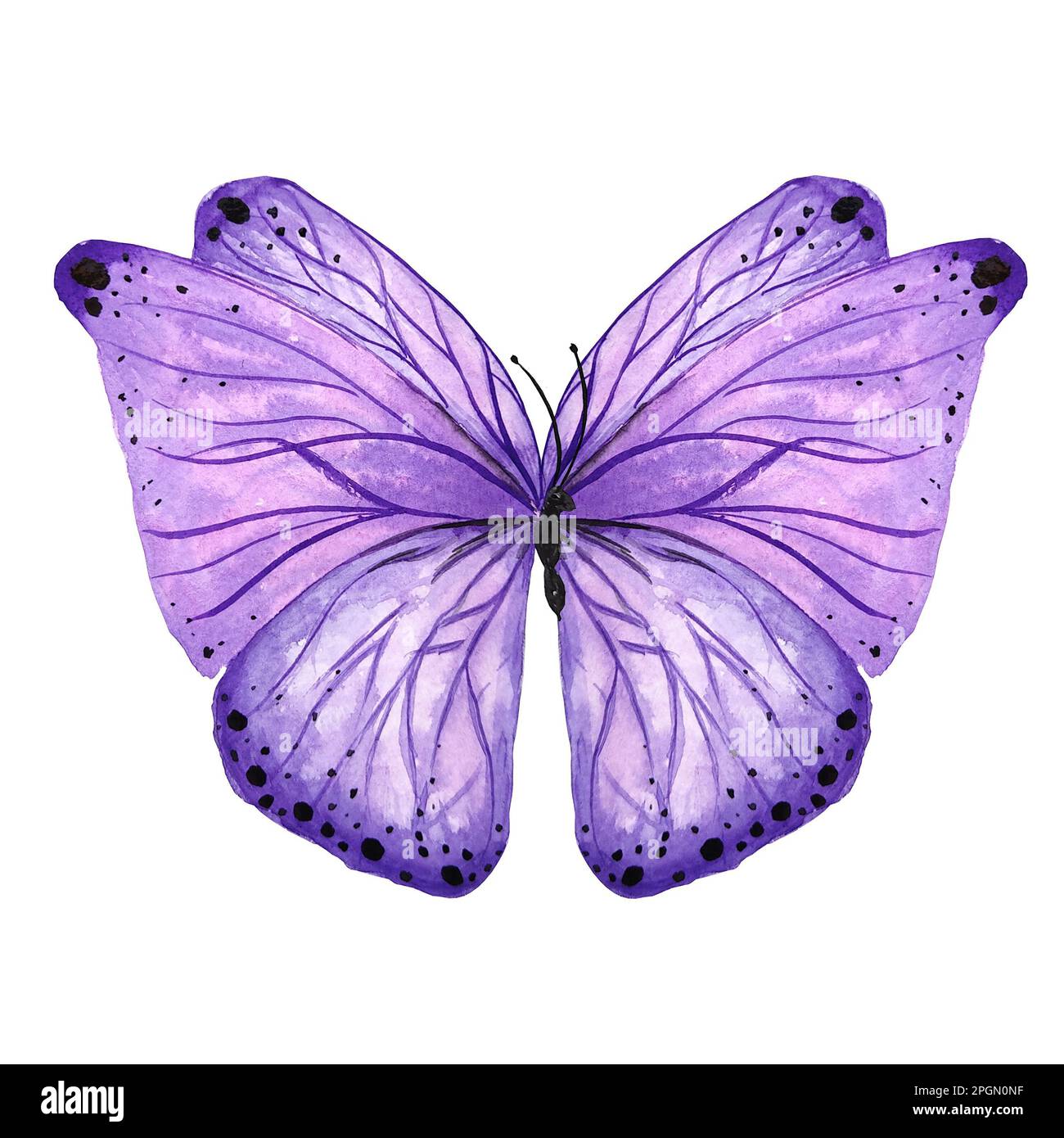 Illustration isolée papillon violet aquarelle. Insecte de style botanique peint à la main sur fond blanc pour une utilisation dans le mariage, les vacances, la conception d'enfants Banque D'Images