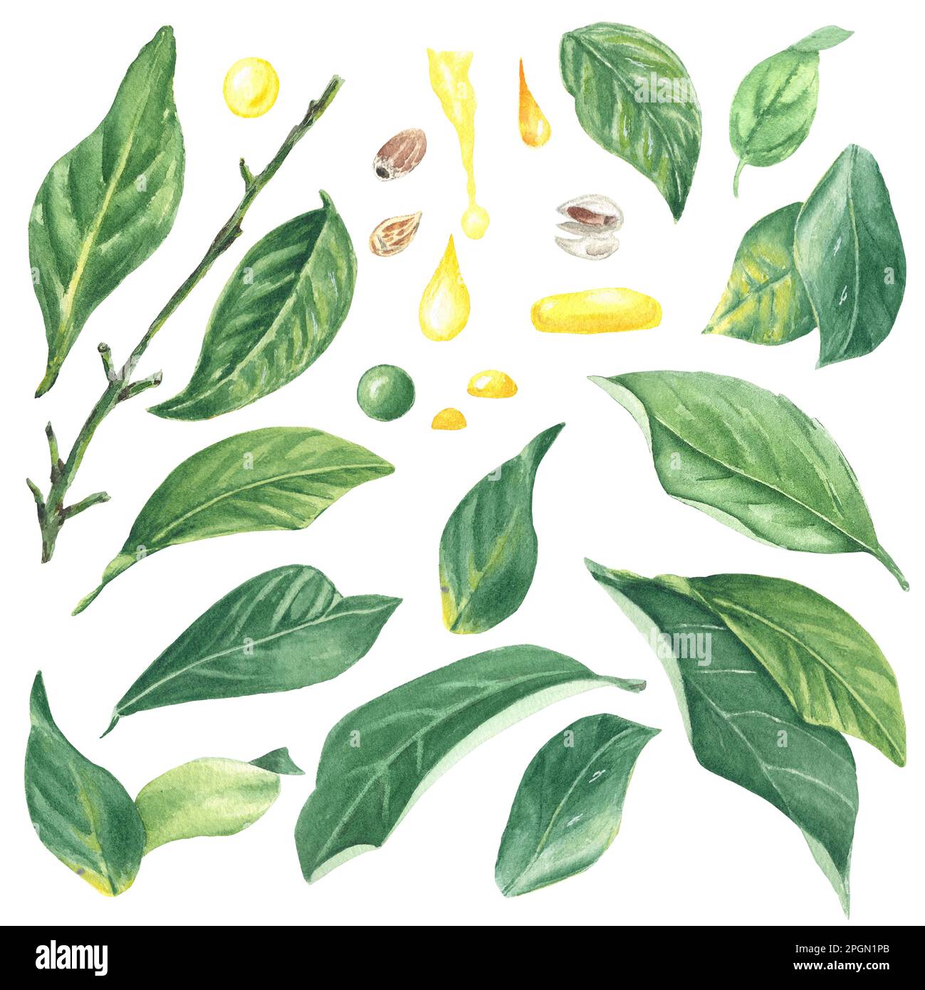 Set aquarelle de citrons, feuilles et fleurs, peint à la main dans le style botanique, pour l'utilisation en vacances, mariage, et la conception de nourriture. Clipart agrumes tropical Banque D'Images Set aquarelle de citrons, feuilles et fleurs, peint à la main dans le style botanique, pour l'utilisation en vacances, mariage, et la conception de nourriture. Clipart agrumes tropical Banque D'Images