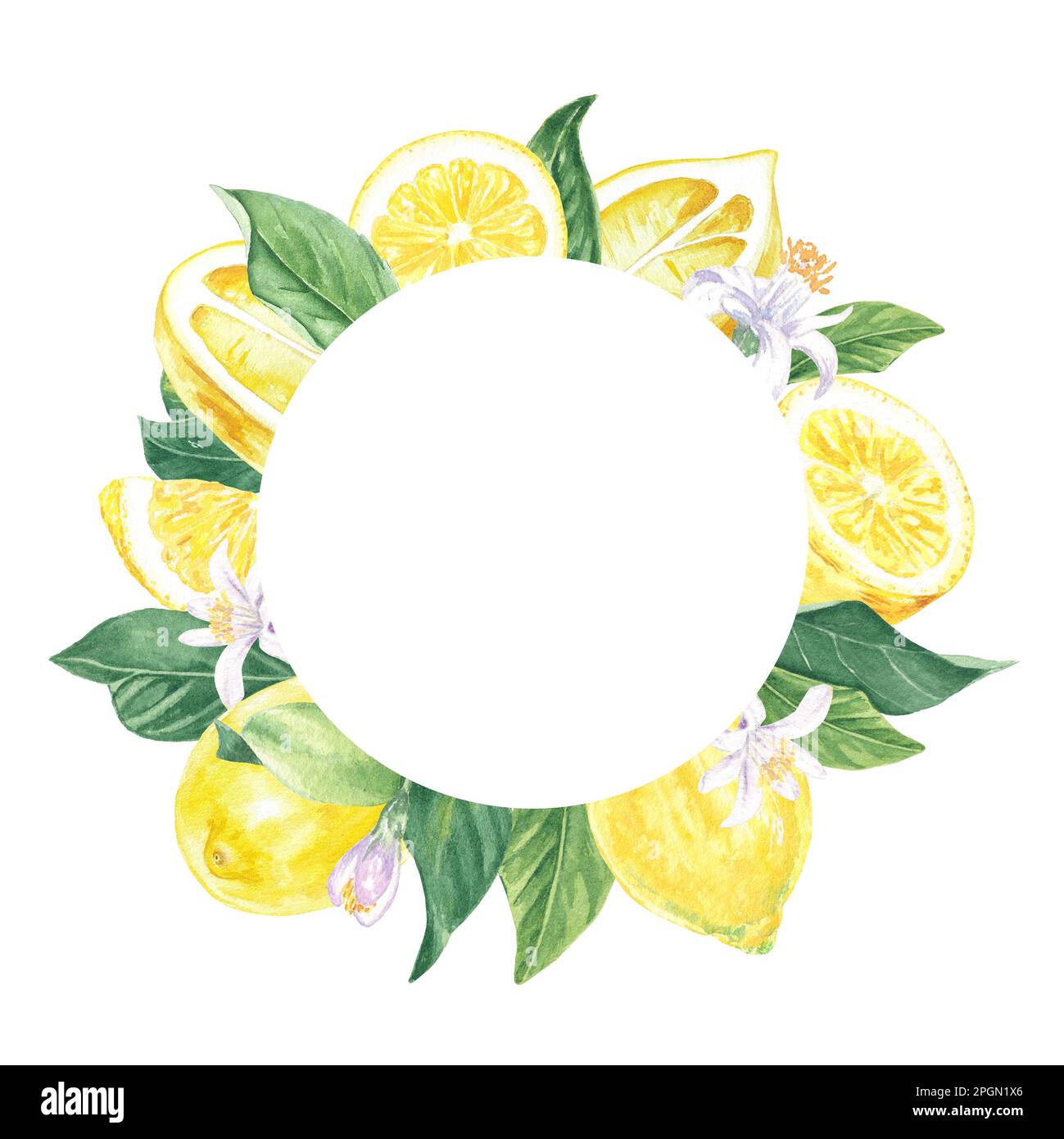 Cadre aquarelle de citrons, fleurs et feuilles peint à la main dans le style botanique, pour les vacances, les mariages et la conception de nourriture. Arrière-plan fruits tropicaux Banque D'Images Cadre aquarelle de citrons, fleurs et feuilles peint à la main dans le style botanique, pour les vacances, les mariages et la conception de nourriture. Arrière-plan fruits tropicaux Banque D'Images