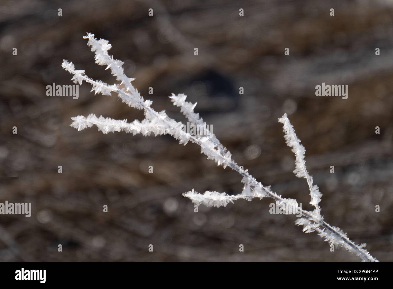 cristaux de glace sur les lames de l'herbe dans un froid matin d'hiver Banque D'Images
