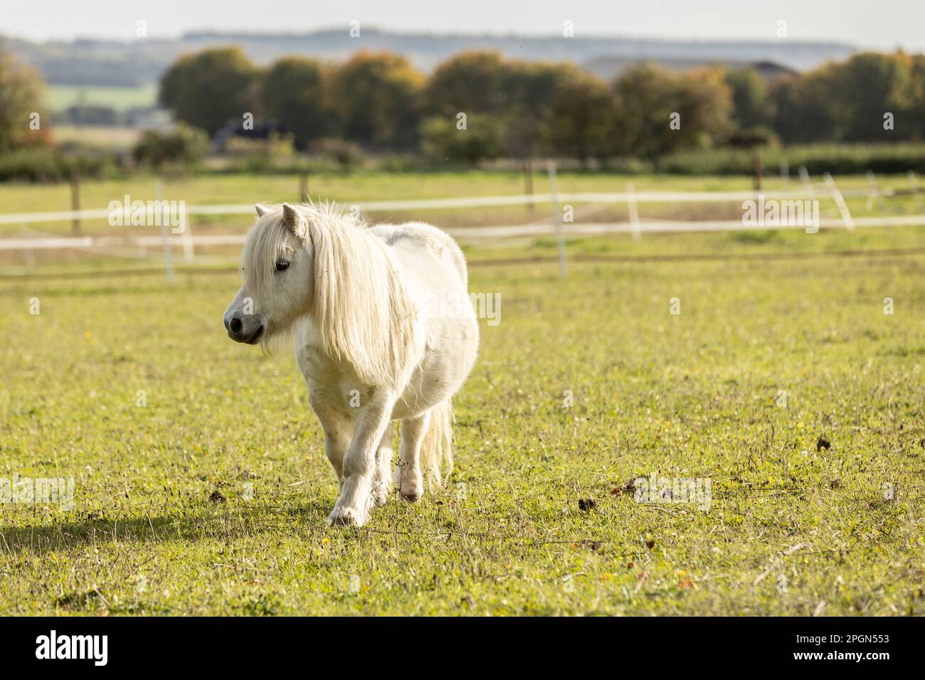 Portrait de poney Shetland blanc avec belle longue manie Banque D'Images