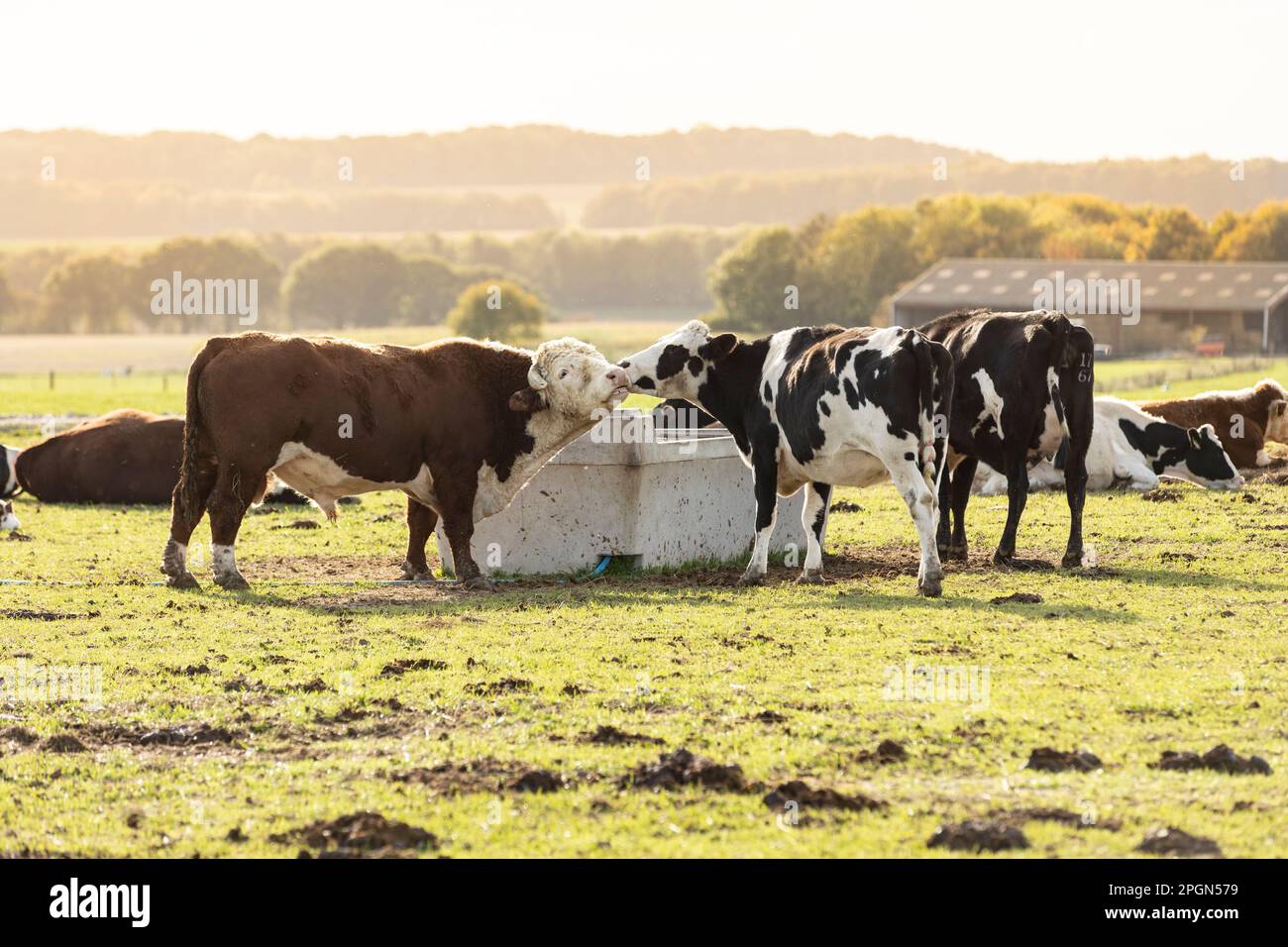 grand taureau hereford dans un enclos parmi les vaches noires et blanches Banque D'Images