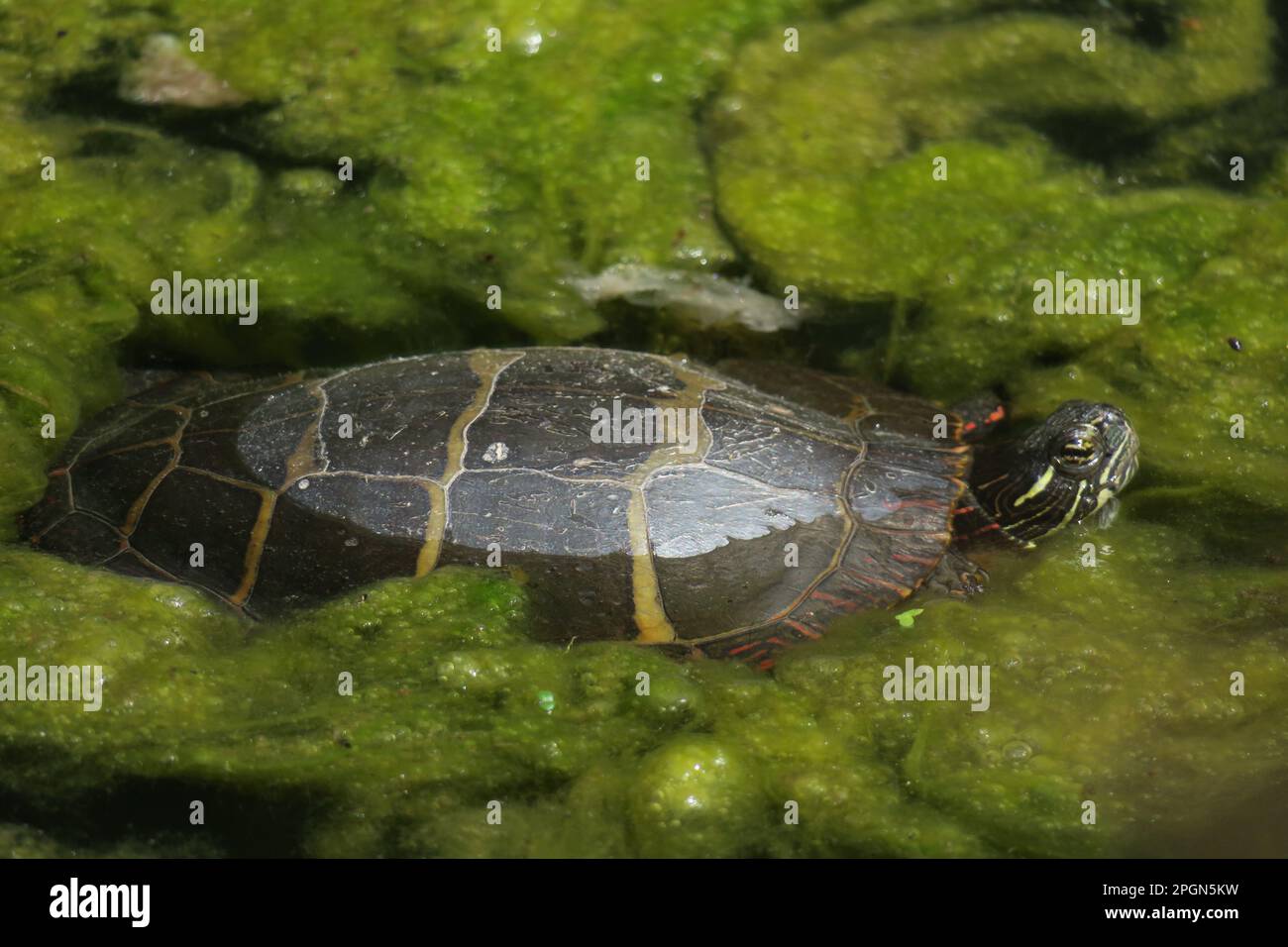 Les tortues peintes nagent paisiblement entre les algues de l'étang. Banque D'Images