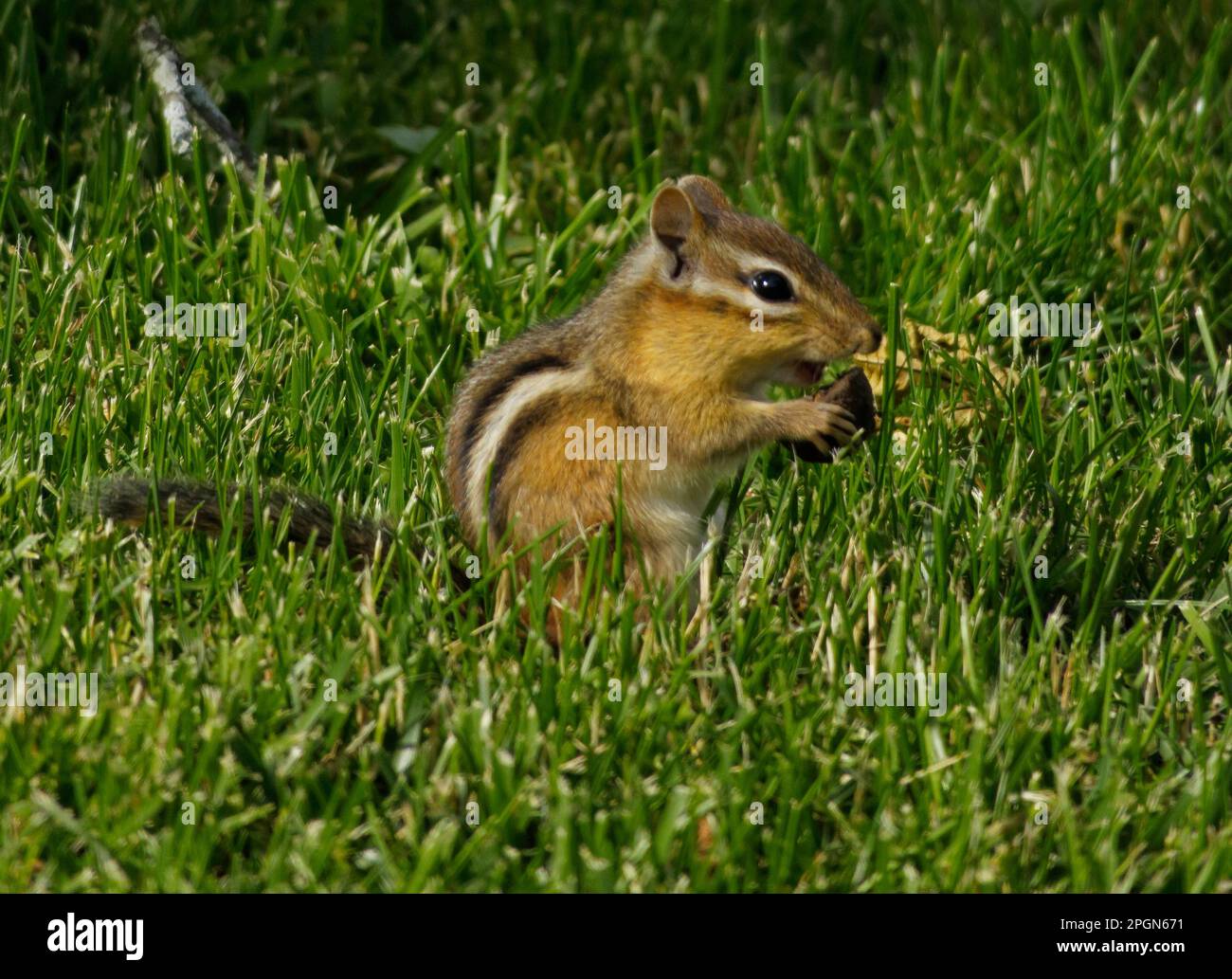 Le chipmunk, un minuscule flou brun, trouve une friandise cachée dans l'herbe verte luxuriante. Banque D'Images