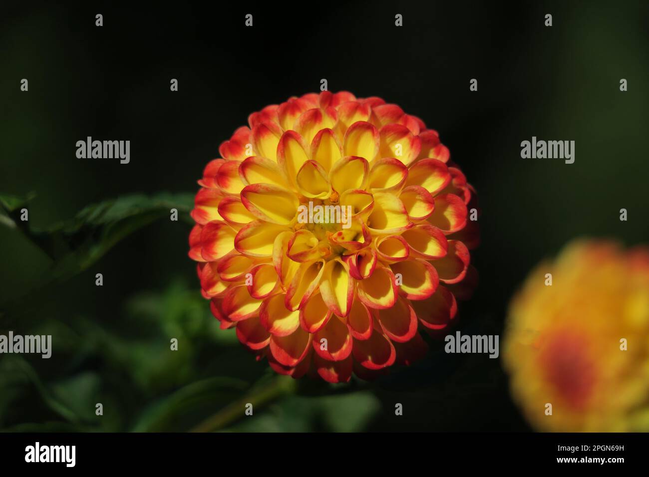 Un éclat vibrant de rouge et de jaune, ce dahlia est un véritable showstoppeur ! Banque D'Images