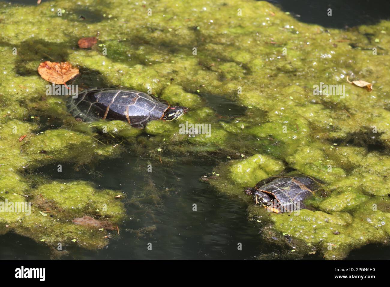 Les tortues peintes nagent paisiblement entre les algues de l'étang. Banque D'Images