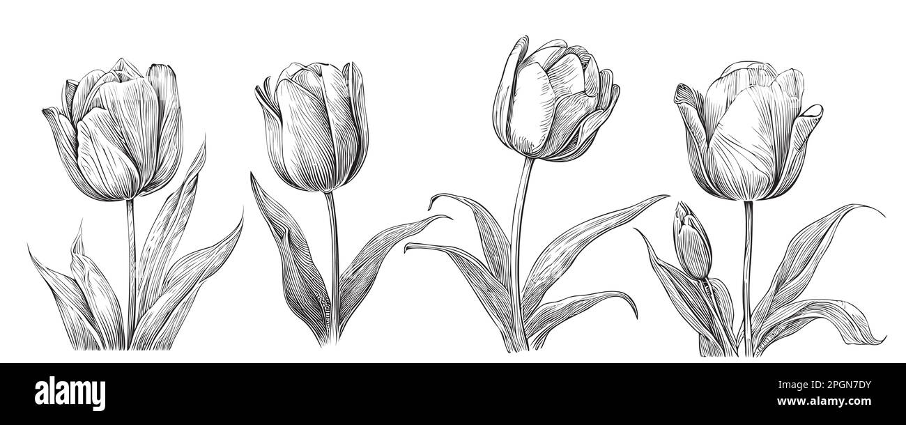 Ensemble de tulipes esquisse main dessinée dans l'illustration de style Doodle Illustration de Vecteur