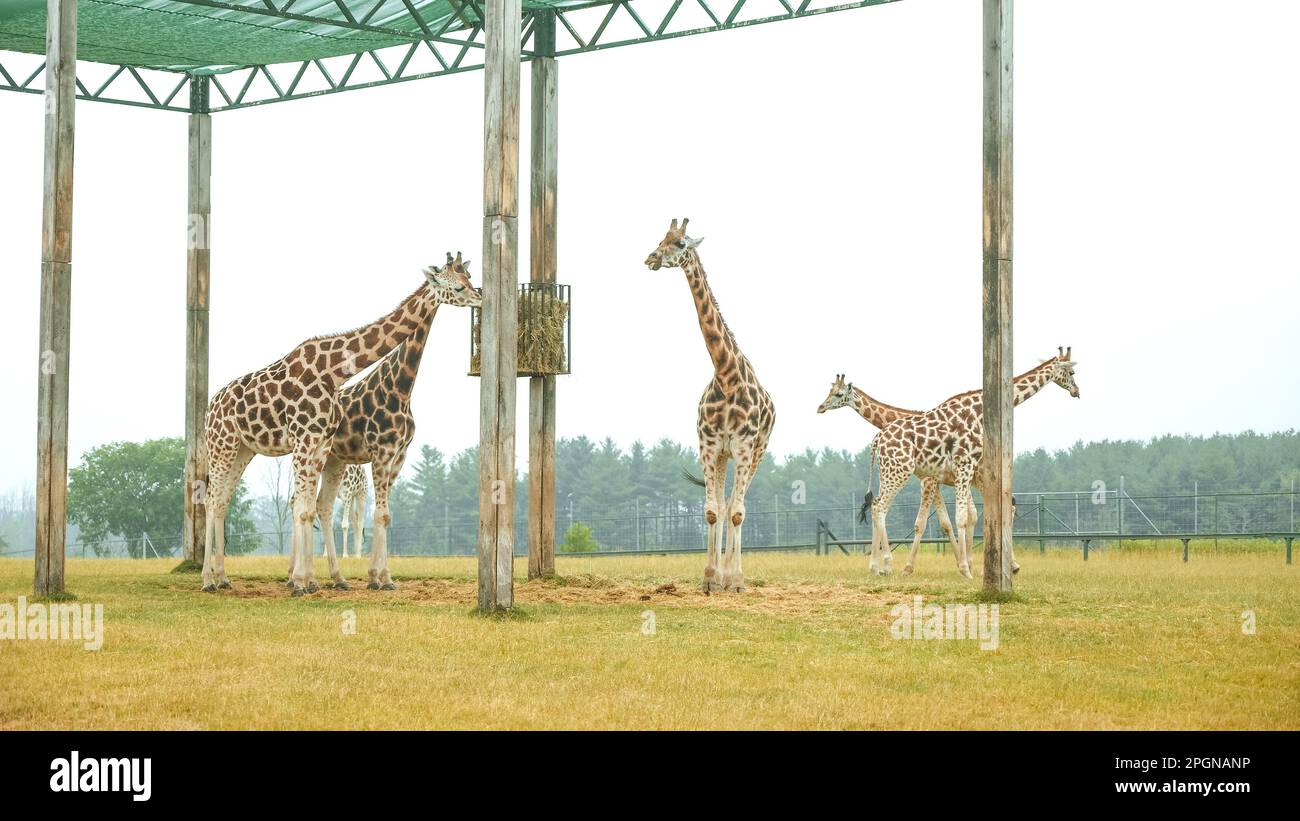 Groupe de girafes sauvages mangeant de l'herbe dans le parc du zoo safari. Troupeau de girafes dans le parc. Animaux sauvages à distance Banque D'Images
