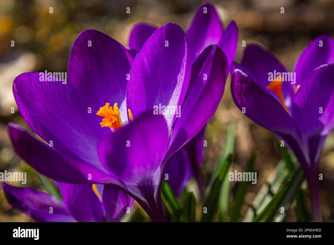 Crocus violet au début du printemps. Crocus Iridaceae. Famille Iris. Fleurs de champ de crocodiles violets. Contexte du début du printemps. Fleur de printemps magique en fleurs Banque D'Images
