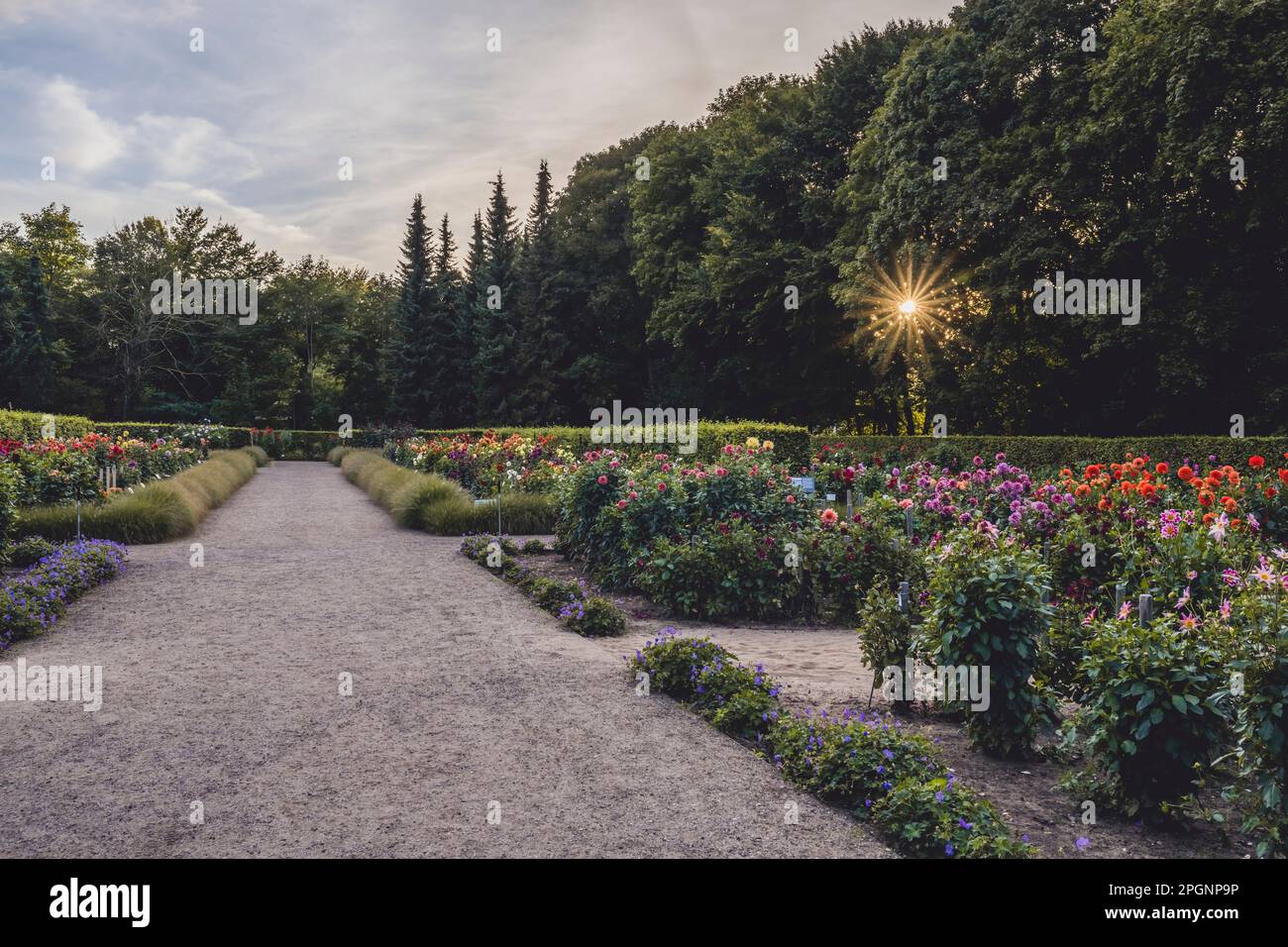 Allemagne, Hambourg, parc de Dahliengarten au lever du soleil d'été Banque D'Images