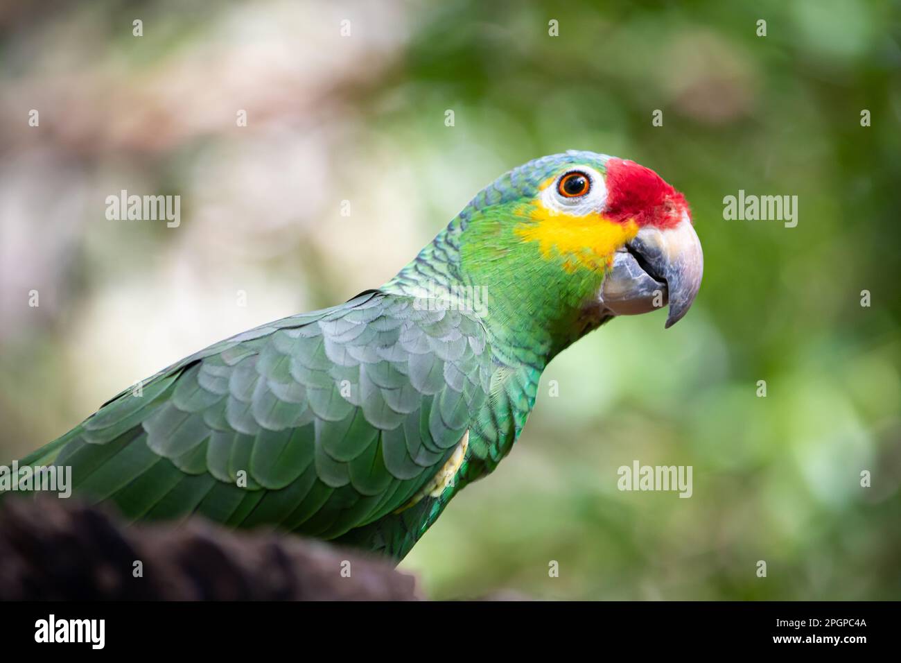 (Amazona autumnalis), également appelé perroquet à face jaune, perroquet à chetée jaune, perroquet à Palencan, ou wrens, est une espèce d'oiseau psittaciforme de la Banque D'Images