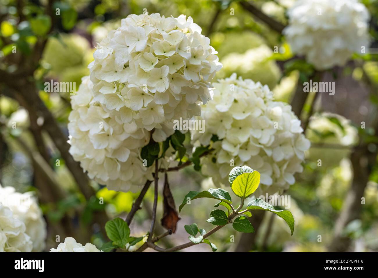 De belles fleurs d'hortensias blanches au jardin botanique d'Atlanta, dans le centre-ville d'Atlanta, en Géorgie. (ÉTATS-UNIS) Banque D'Images